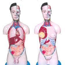Torso/Phantom Organ